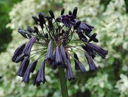 Cela Change Agapanthus Black Magic Agapanthus Flower Garden Plants Black Garden