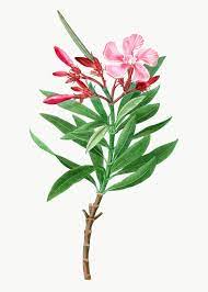 Oleander Tree Plant Transparent Png Free Image By Rawpixel Com Oleander Plants Plant Vector Trees To Plant