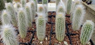How did you lose your way there?' the old man smiled, closed one eye and said, 'i didn't quite lose my way. Espostoa Lanata Peruvian Old Man Cactus World Of Succulents