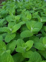 Apple Mint Google Search Types Of Mint Plants Peppermint Plants Mint Plants