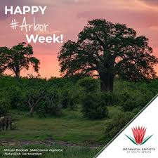 Image result for Mimusops afra