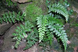 Image result for Asplenium simii