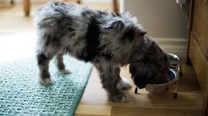 Please adjust accordingly if you are going to feed any oral care products or treats. Can Dogs Eat Oatmeal And Should They