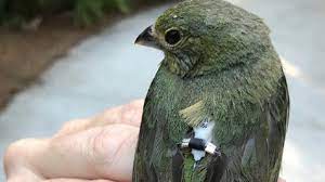 The landbirds of south carolina are a diverse and fascinating group of birds. Audubon South Carolina Says Conservation Is For The Birds Greenville Journal