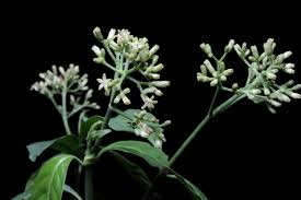 Image result for Psychotria ceratoloba