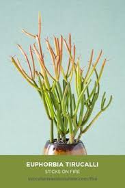 Woodlice are quite harmless although may damage young or sick plants. 8 Best Succs Cacs Pencil Cactus Euphorbia Ticucalli Ideas Pencil Cactus Euphorbia Cactus