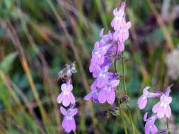 Image result for Lobelia flaccida