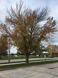 Our isa certified arborists live and work in your community. It S Everywhere Ash Death Becomes Obvious Around Quad Cities Home Garden Qctimes Com