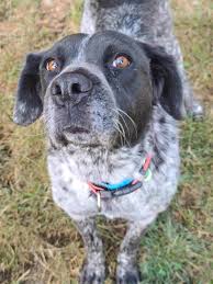 Because we are a small organization. The Pixie Project Hope Adopted Non Profit Animal Shelter And Rescue Dog And Cat Adoptions Pet Adoption In Portland Oregon 97232