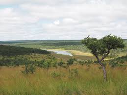 Image result for Anisopappus kirkii