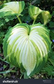 Image result for Hosta Warpaint