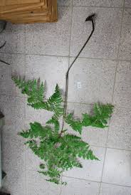 Image result for Hypolepis