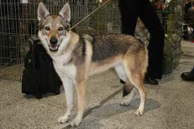 Les caractéristiques suivantes sont les attributs par défaut du familier lorsqu'il atteint le niveau 80. Chien Loup Tchecoslovaque L Avis Du Veterinaire Choisir Son Chien