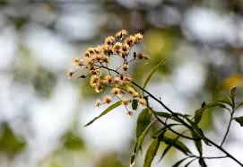 Image result for Vernonanthura polyanthes