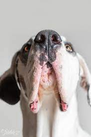 Pin On Pet Portraits