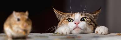 Eliminator's pest control provides green pest control services for homes and offices. Rodent Control Services Solution Pest Control Metro Vancouver