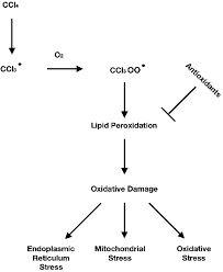 It is corrosive to metals and tissue in the presence of moisture. Toxicity Of Carbon Tetrachloride Free Radicals And Role Of Antioxidants