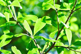 Image result for Combretaceae