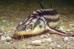 Image result
