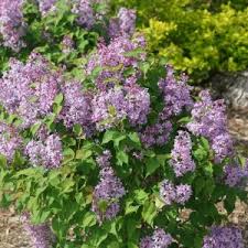 Image result for Syringa prestoniae