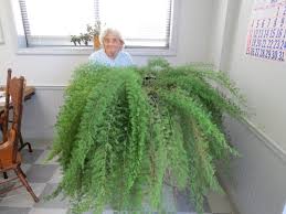 Image result for Asparagus pendulus