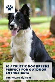 Border Collies Are Athletic Medium Sized Dogs With An Average Weight Of Between 27 And 42 Pounds They Are Agile Q Athletic Dogs Dog Breeds Medium Dog Breeds