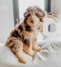 Several factors affect the price tag of these beautiful dogs which include pedigree, size, gender, coat color. 1 Rated Aussiedoodle Puppies For Sale In Florida Mini Aussiedoodles