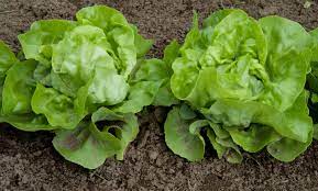 We did not find results for: How To Grow A Beautiful Garden At High Altitude Vegetable Gardening In Colorado