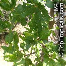 Image result for Pappea capensis