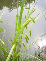 Image result for Cyperus pseudoleptocladus
