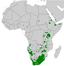 Image result for Felicia grantii