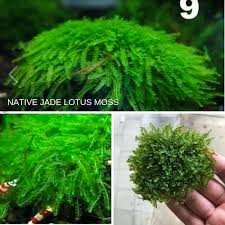 Jade Lotus Moss Rare Micro Aquatic Shop Bettafish Aquarium Fish Fishtank Tropicalfish Freshwater Bonsai Planted Aquarium Moss Live Aquarium Plants