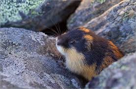 A lemming is a small rodent, usually found in or near the arctic in tundra biomes. More Great Lemming Photos Of Lemmings In And Amongst Rocks I Love Their Colouring Most Of All Haha Cute Animals Unique Animals Spirit Animal