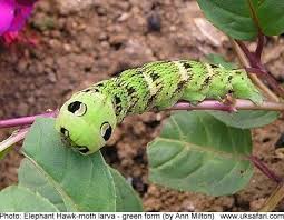 Black And Yellow Striped Caterpillar Georgia 