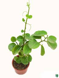 Image result for Cissus cornifolia