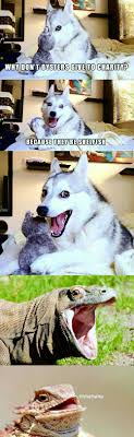 Pin By Daubeny On Facebook Comedy Funny Animal Jokes Funny Dog Jokes Funny Animal Memes