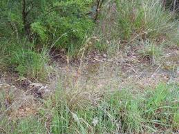 Image result for Themeda triandra