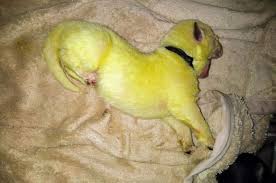 White german shepherd puppies for sale near me. German Shepherd Gives Birth To Green Hulk Puppy