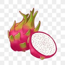 Gambar Realistik Tangan Dicat Buah Naga Percuma Bahan Png Buah Naga Buah Buah Tropika Png Dan Psd Untuk Muat Turun Percuma Di 2020 Buah Naga Naga Buah