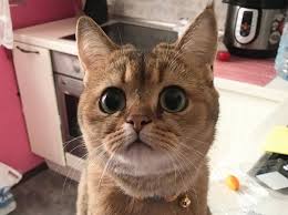 Whether it's something unique, traditional or totally bizarre, one of these 275 female cat names will be a match to your feline's personality. 300 Good Female Cat Names The Paws