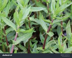 Image result for Enydra fluctuans