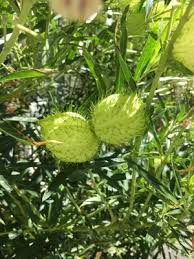 Image result for Gomphocarpus fruticosus