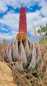 Image result for Aloe rulkensii