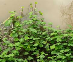 Image result for Marsileaceae