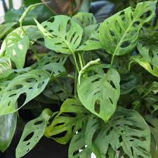 Image result for Monstera