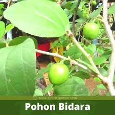 Buah bidara mengandung zat rasa manis buah bidara adalah karena mengandung banyak vitamin yang baik untuk tubuh. Khasiat Daun Bidara Untuk Para Wanita Ciriciripohon Com