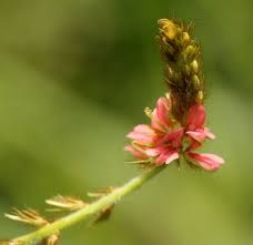 Image result for Indigofera hirsuta