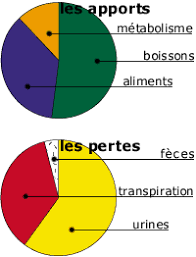 L'eau est un élément essentiel à la vie et cela se voit à l'importance de ce liquide dans la composition du corps humain.la quantité moyenne d'eau contenue dans un organisme adulte cette eau n'est pas répartie uniformément dans le corps humain, certains organes en contiennent plus que d'autres Usages Eau Dans Organisme
