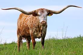 Texas Longhorn Cattle Mating Strategies Dickinson Cattle Co