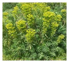 Image result for Euphorbia schimperiana